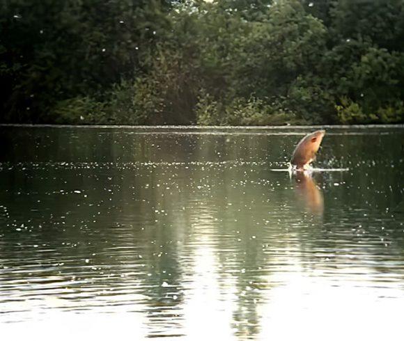 Lake Beauregard Image
