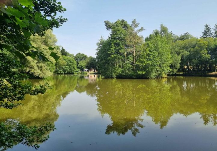 Firs Lake Image