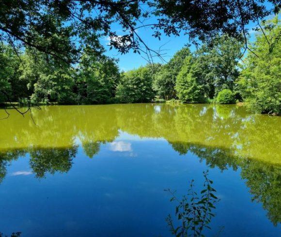 Firs Lake Image