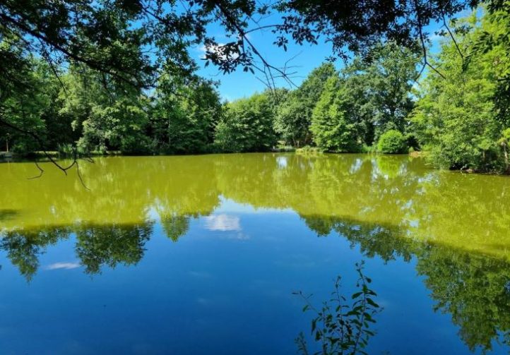 Firs Lake Image