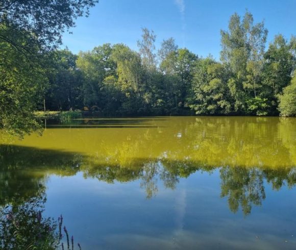 Firs Lake Image