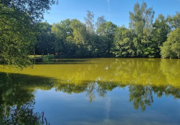Firs Lake Image