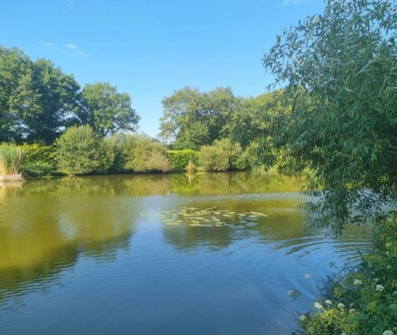 Firs Lake Image