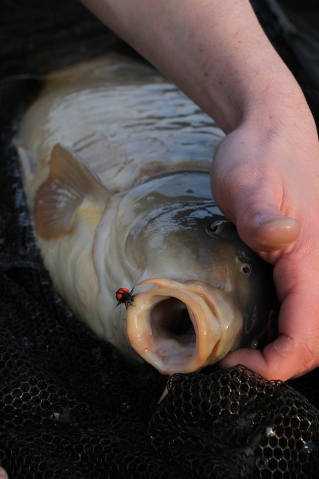 Zig Rig: A Technique for Carp Fishing