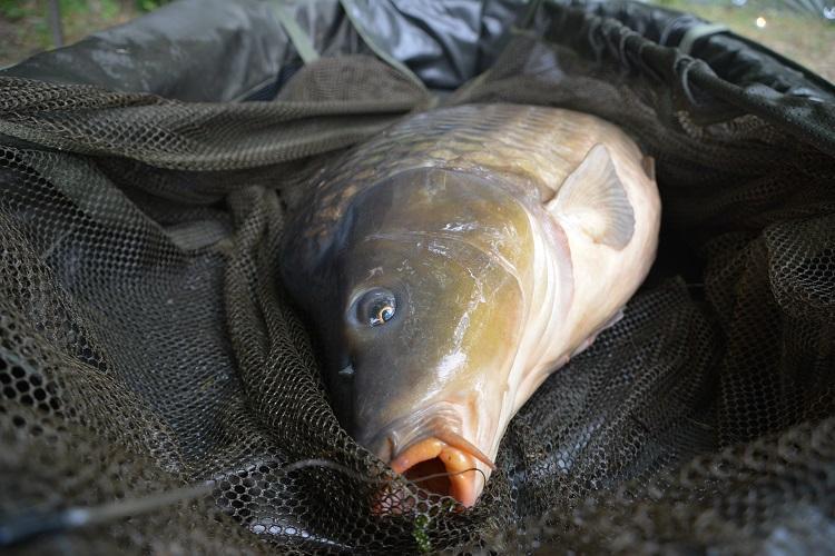 How to approach fishing public carp lakes in France
