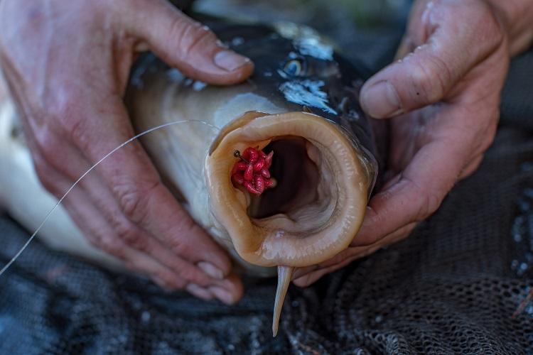 FAKE Maggots - worms for Carp Hair Rigs - Perfect for CARP FISHING