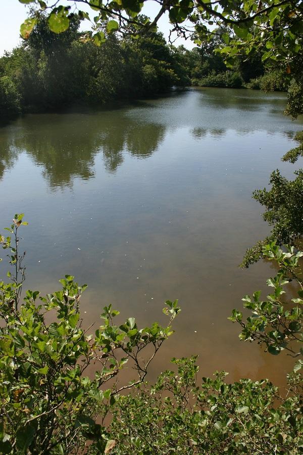 Surface fishing to catch carp