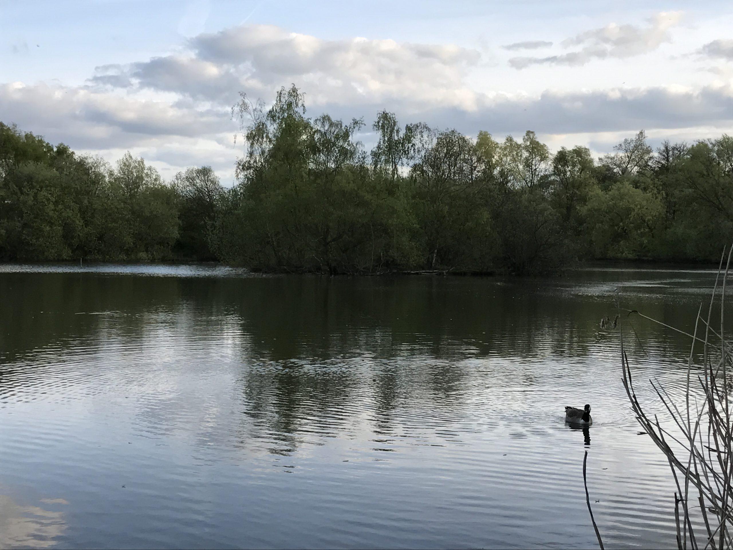 Carp regularly patrol around islands