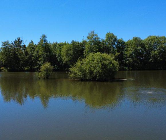 Bois de Printemps Image