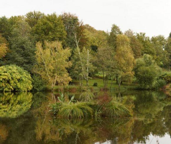 Blue Dart Carp Fishery Image