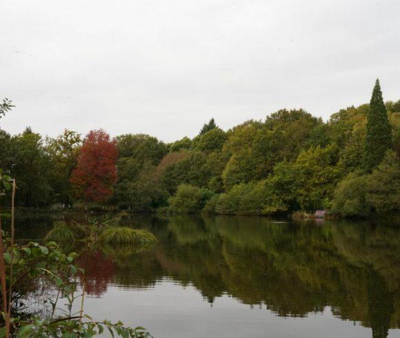 Blue Dart Carp Fishery Image