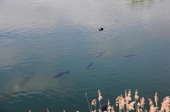 carp in the upper water layers