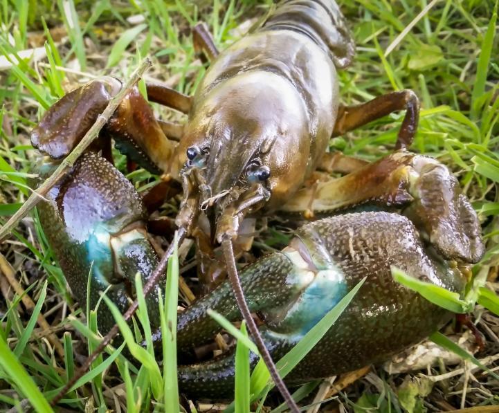 How to Avoid Crayfish when Carp Fishing
