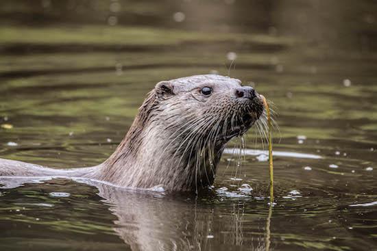 How to Protect Your Fishery From Otters - Dream Carp Holidays