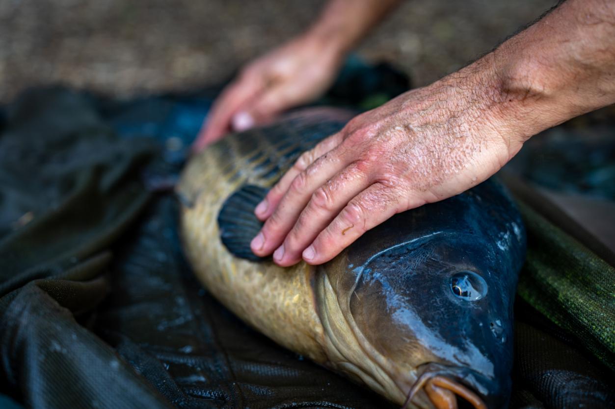 Carp Care: A Guide To Handling Carp Safely On The Bank