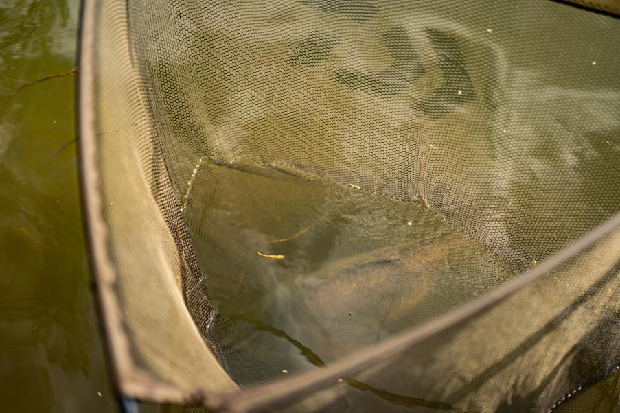 carp care: secure the net