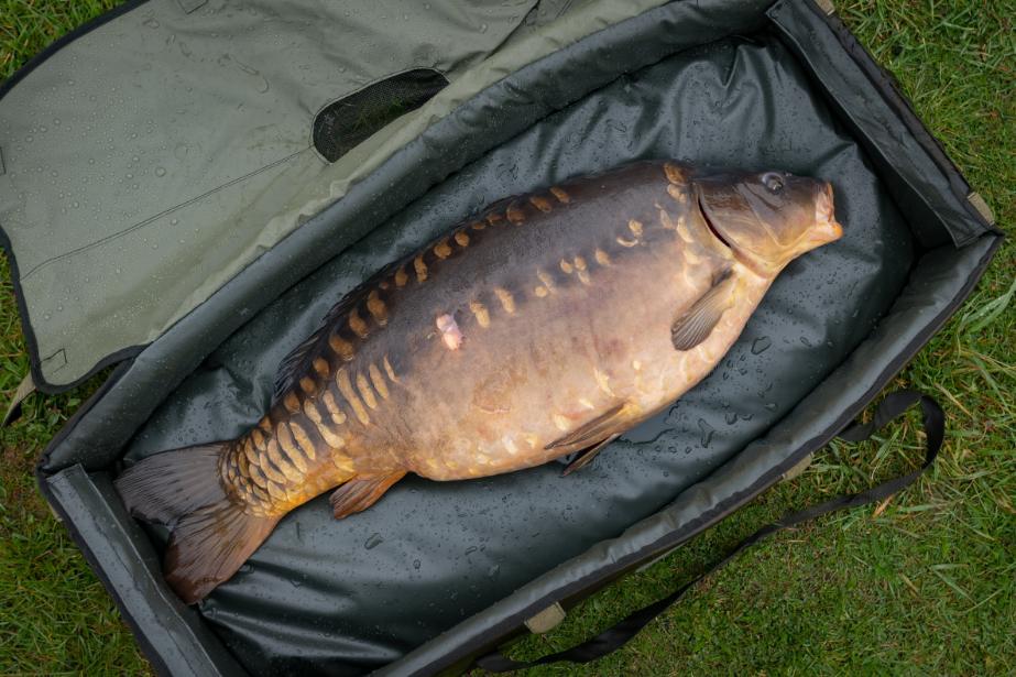 handling carp on the bank