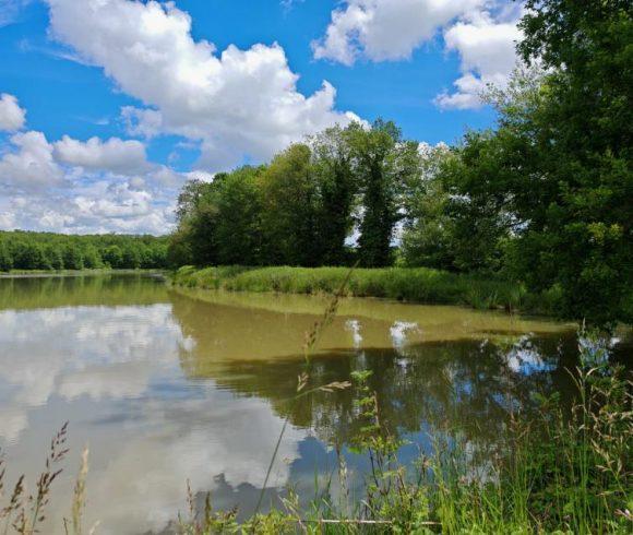 The Cottage Lake Image