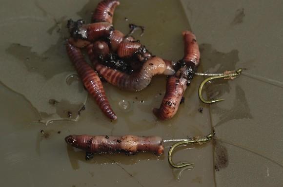 carp rigs for fishing with worms