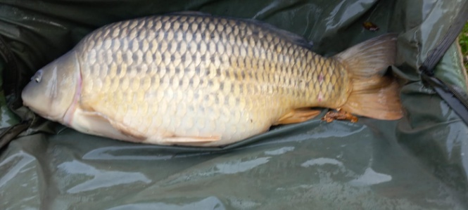 Lac Lucie – Carp France Fisheries – 28 September, 2024