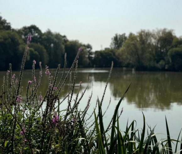 Oak View Lake Image