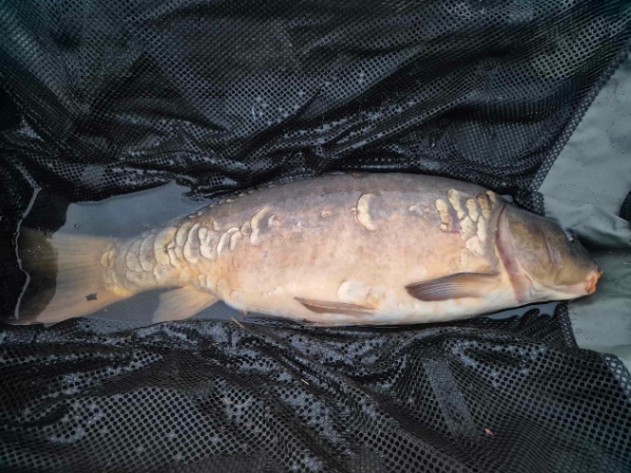 Etang de la Vilotte – 03 May, 2025