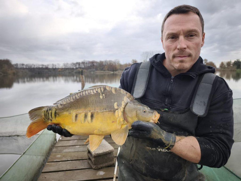 Buy French carp