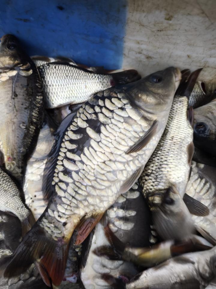 Buy carp in France