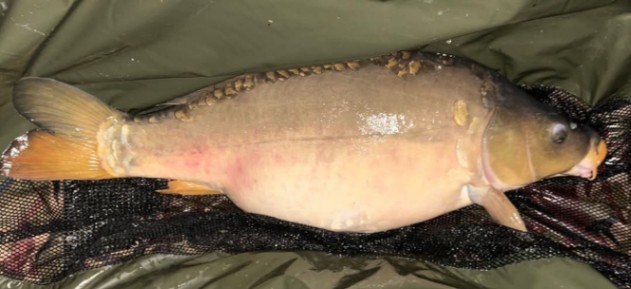 Etang de la Basse Roussiere – 03 May, 2025