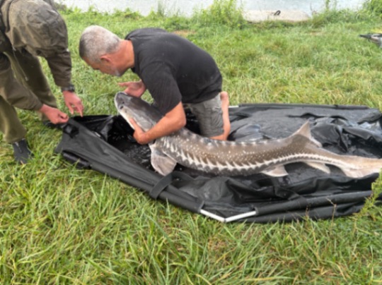 Cheshire Lake: 23-08-2025 to 30-08-2025