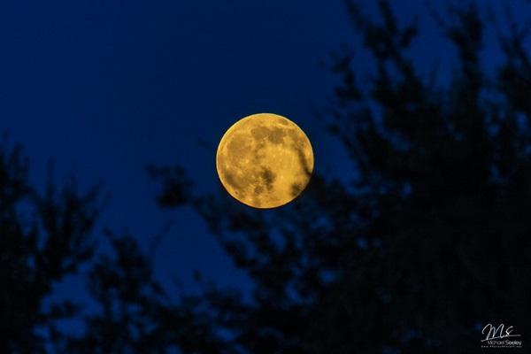 Full moon carp fishing