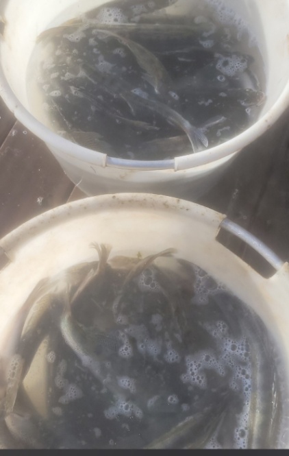 Lac du Blaireau (Badger Lake) – 17 January, 2026