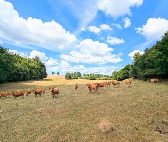 Former Farm with Lake, 5-Bedroom House & Extensive Outbuildings in Limousin Image