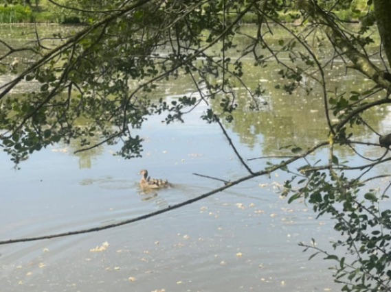 Oak View Lake – 18 April, 2026