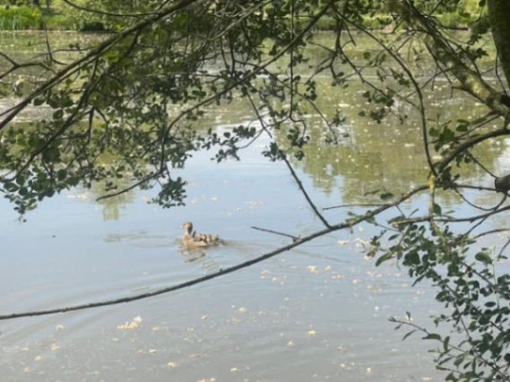 Oak View Lake – 27 April, 2026