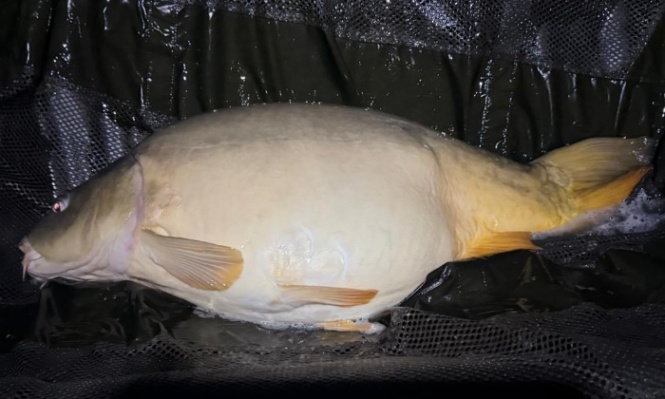 Lac Lucie – Carp France Fisheries – 02 May, 2026