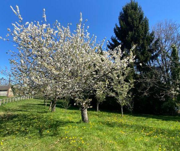 4-Bed House with Fishing Lake in Troche, Corrèze Image