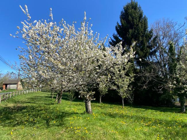 4-Bed House with Fishing Lake in Troche, Corrèze Image