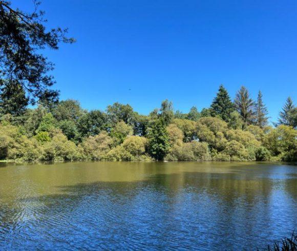 3 Spring-Fed Fishing Lakes & Cabin in the Dordogne Forest Image