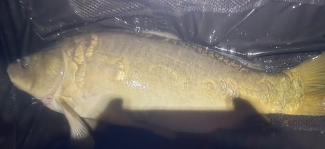 Lac Lucie – Carp France Fisheries – 02 May, 2026