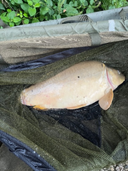 New Mill Fishery: 27-06-2026 to 04-07-2026