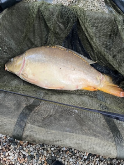 New Mill Fishery: 27-06-2026 to 04-07-2026